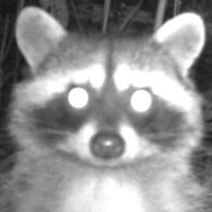 Meet your Posher, Posh